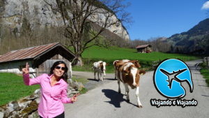 cowns vacas na suíça lauterbrunnen